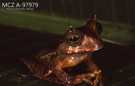 Imagem de Gastrotheca cornuta (Boulenger 1898)