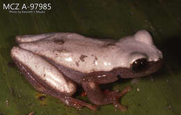 Image of Triangle Treefrog