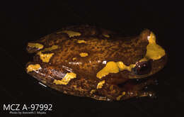 Imagem de Dendropsophus sarayacuensis (Shreve 1935)