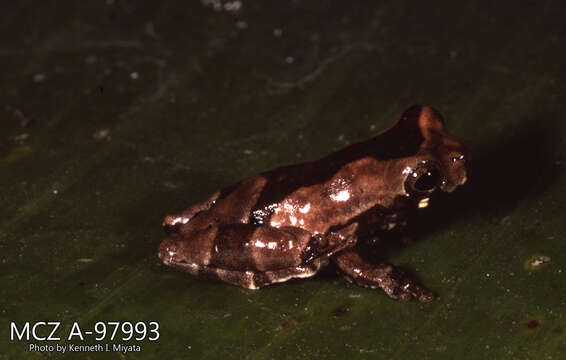 Image of Dendropsophus parviceps (Boulenger 1882)