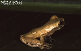 Image of Dendropsophus bokermanni (Goin 1960)