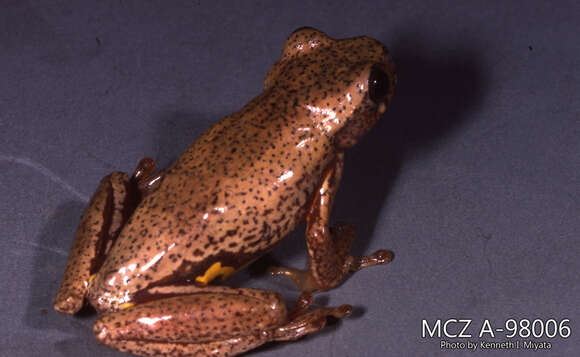 Image of Dendropsophus carnifex (Duellman 1969)