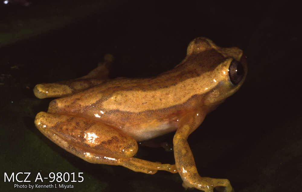 Image of Pacific lowland treefrog