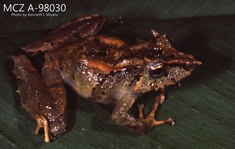 Imagem de Pristimantis appendiculatus (Werner 1894)