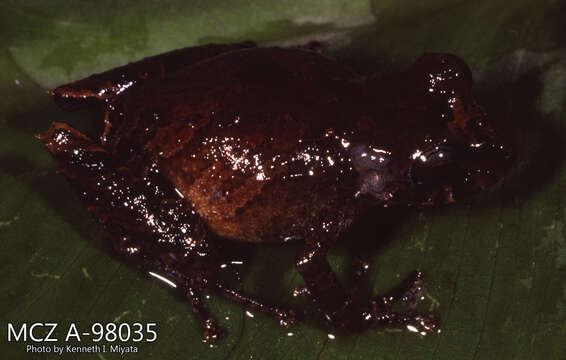 صورة Pristimantis calcarulatus (Lynch 1976)