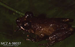 صورة Pristimantis calcarulatus (Lynch 1976)