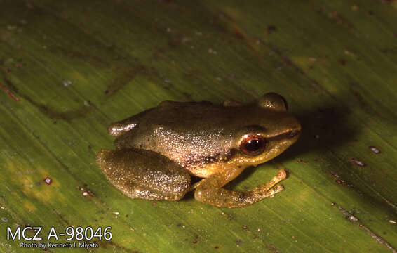 Image of Canelos Robber Frog