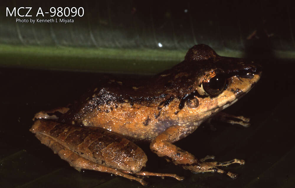 Image of Pristimantis lanthanites (Lynch 1975)