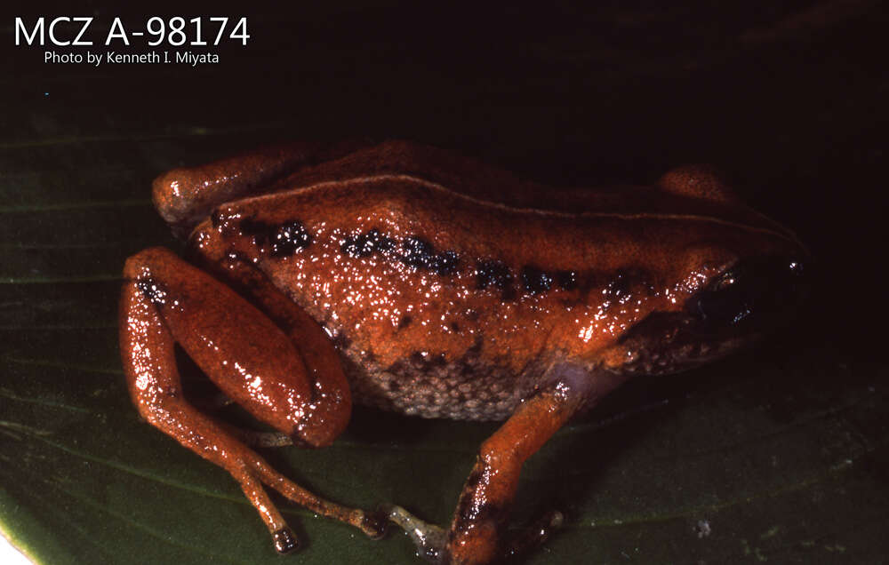 Image of Striped Robber Frog