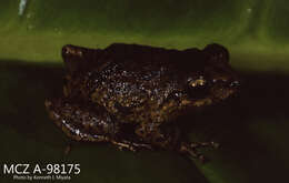 Image of Striped Robber Frog