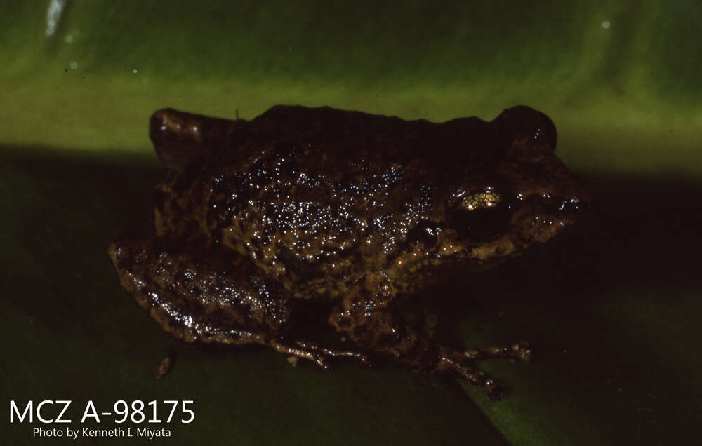 Imagem de Pristimantis unistrigatus (Günther 1859)