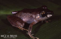 Image of Rainfrogs