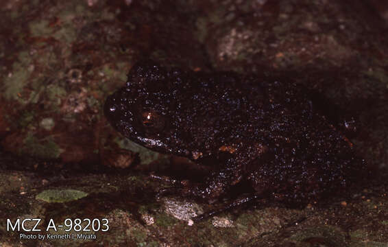 Image de Engystomops coloradorum (Cannatella & Duellman 1984)