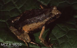 Image of Peters’ Dwarf Frog