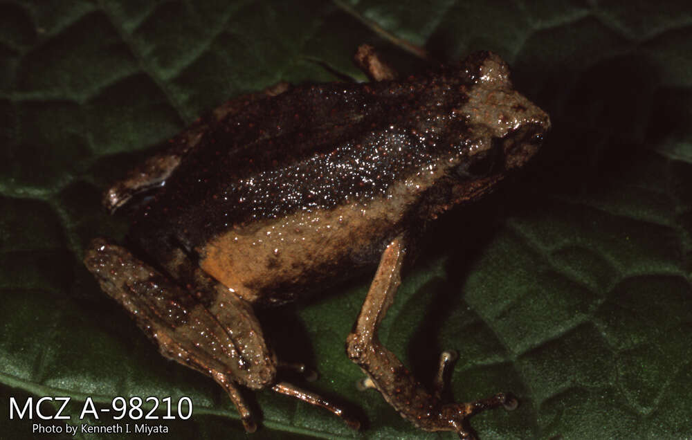 Image of Peters’ Dwarf Frog