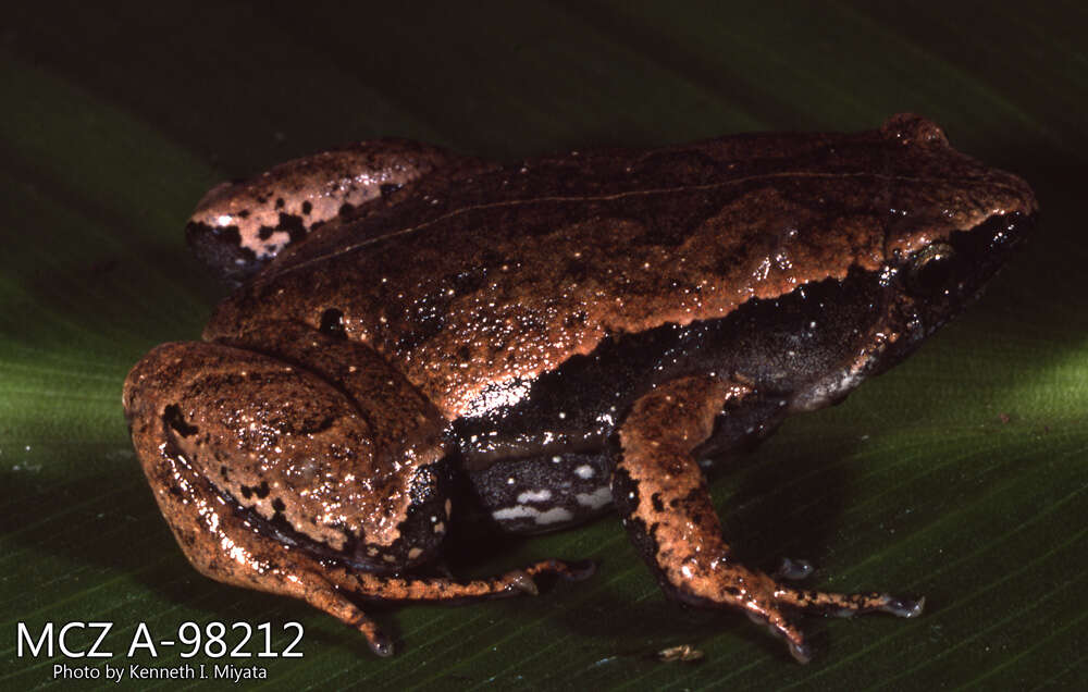 Image of Bleating Frogs