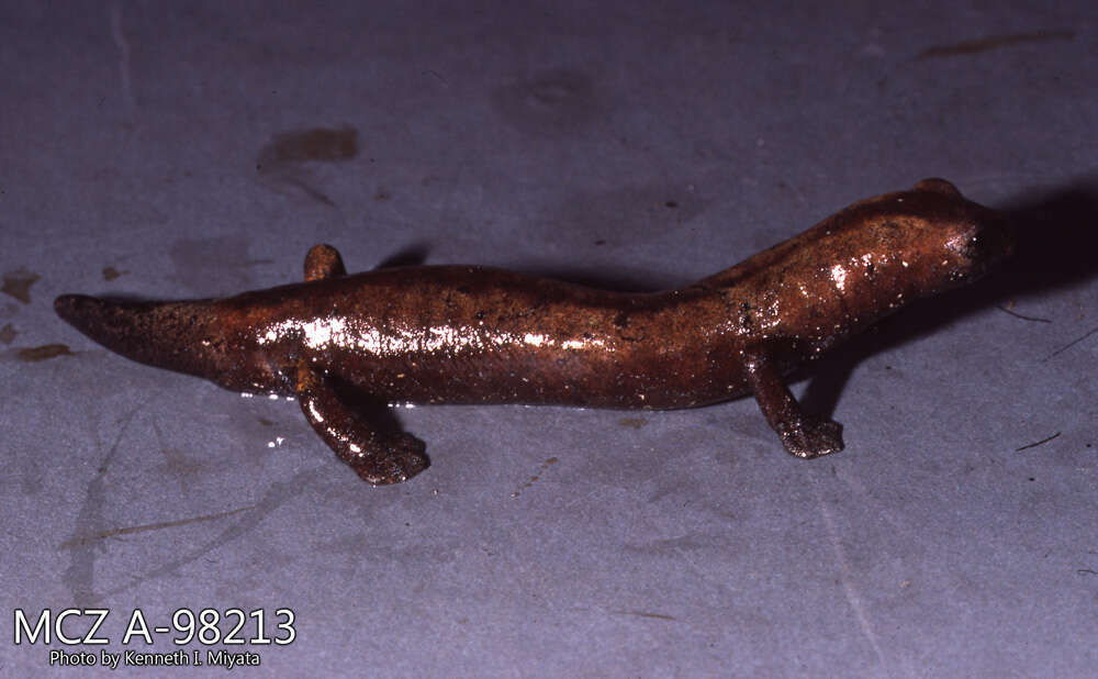 Plancia ëd Bolitoglossa equatoriana Brame & Wake 1972