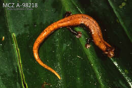 Image of Bolitoglossa chica Brame & Wake 1963