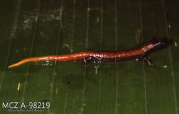 Image of Bolitoglossa chica Brame & Wake 1963