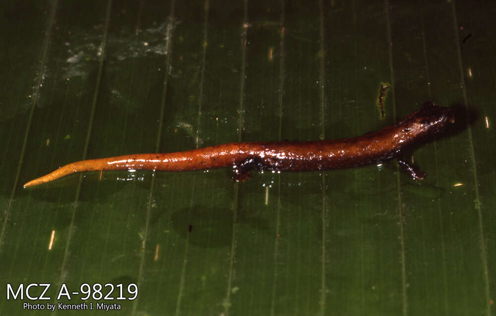 Image of Bolitoglossa chica Brame & Wake 1963