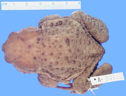 Image of Taiwan Common Toad