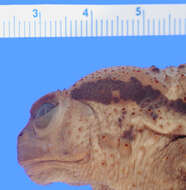 Image of Taiwan Common Toad