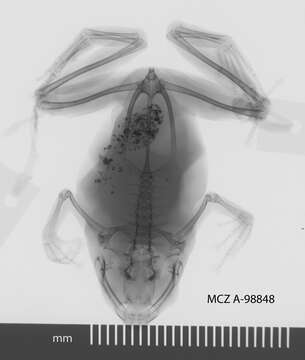 Image of Cophixalus cheesmanae Parker 1934