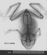 Cophixalus cheesmanae Parker 1934 resmi