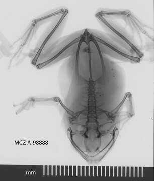 Cophixalus cheesmanae Parker 1934 resmi