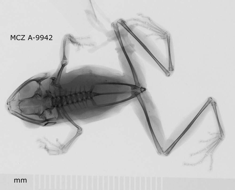 Image of Philautus aurifasciatus (Schlegel 1837)