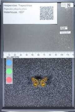 Image of Trapezites phigalia phila Waterhouse 1937