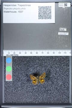 Image of Trapezites phigalia phila Waterhouse 1937