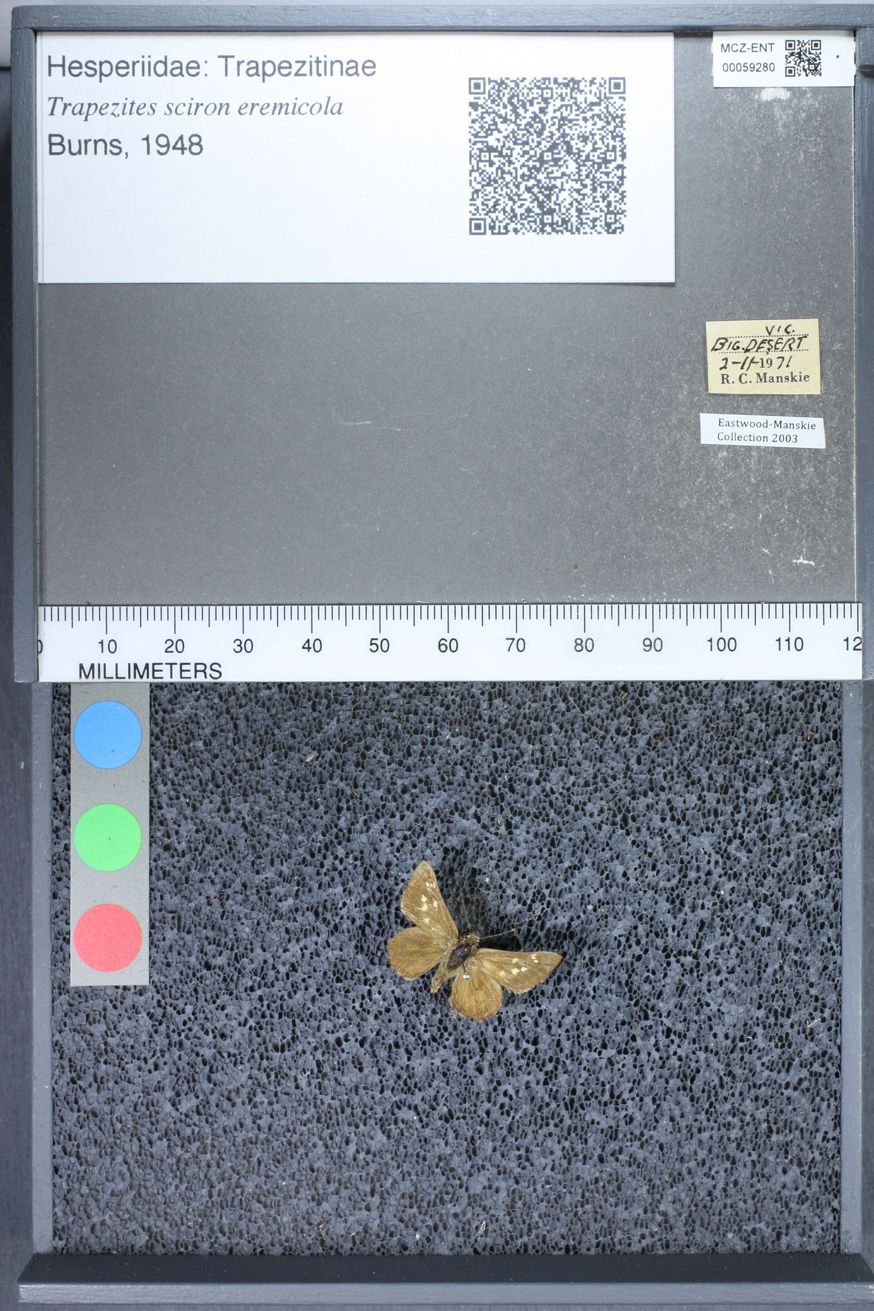 Image of Trapezites sciron eremicola Burns 1947
