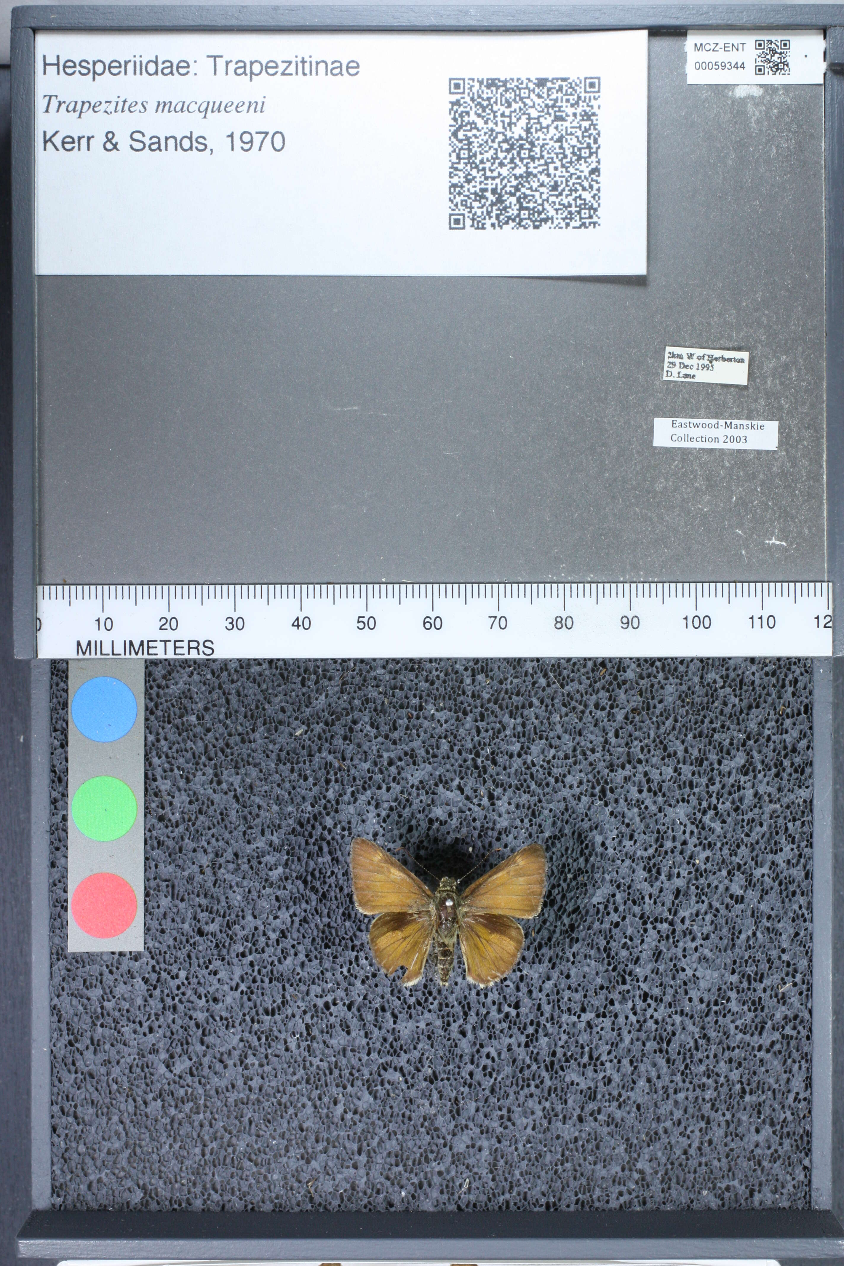 Image of Trapezites macqueeni Kerr & Sands 1970