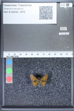 Image of Trapezites macqueeni Kerr & Sands 1970