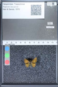 Image of Trapezites macqueeni Kerr & Sands 1970