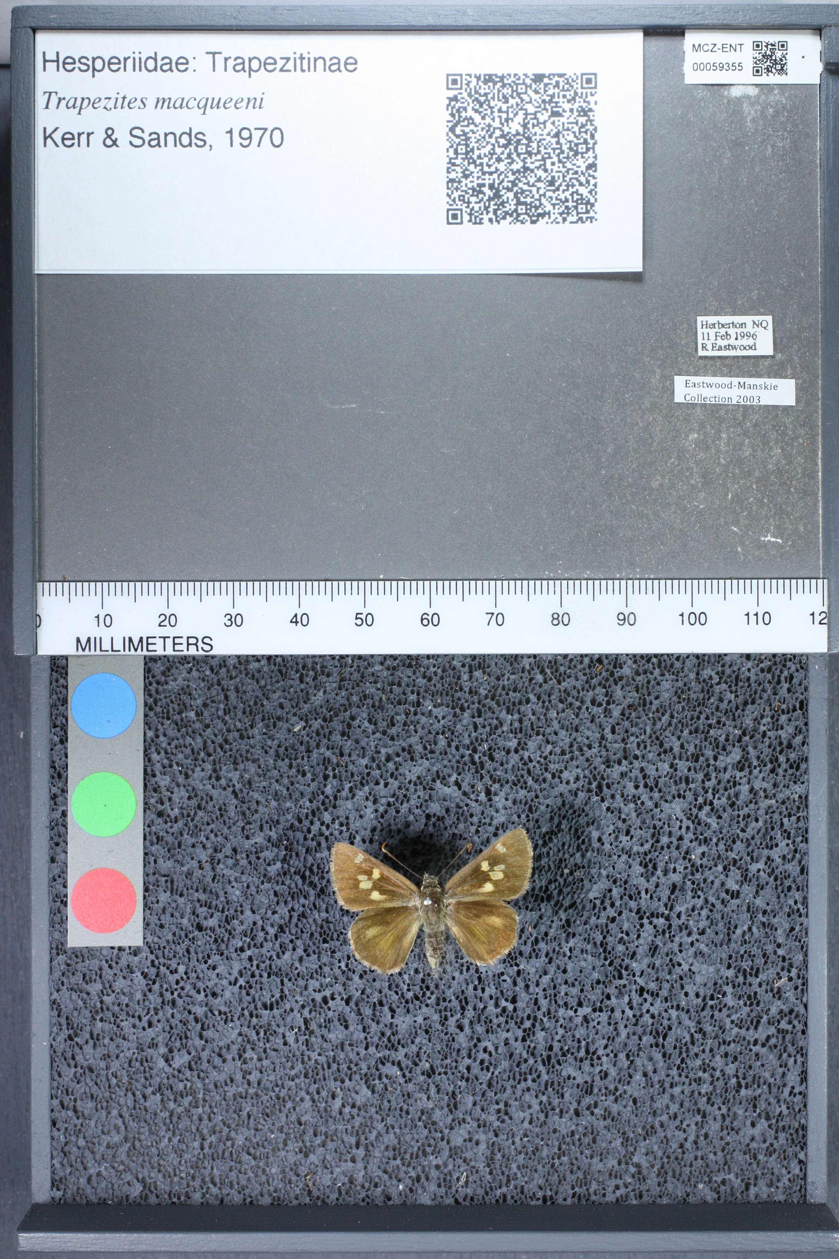 Image of Trapezites macqueeni Kerr & Sands 1970