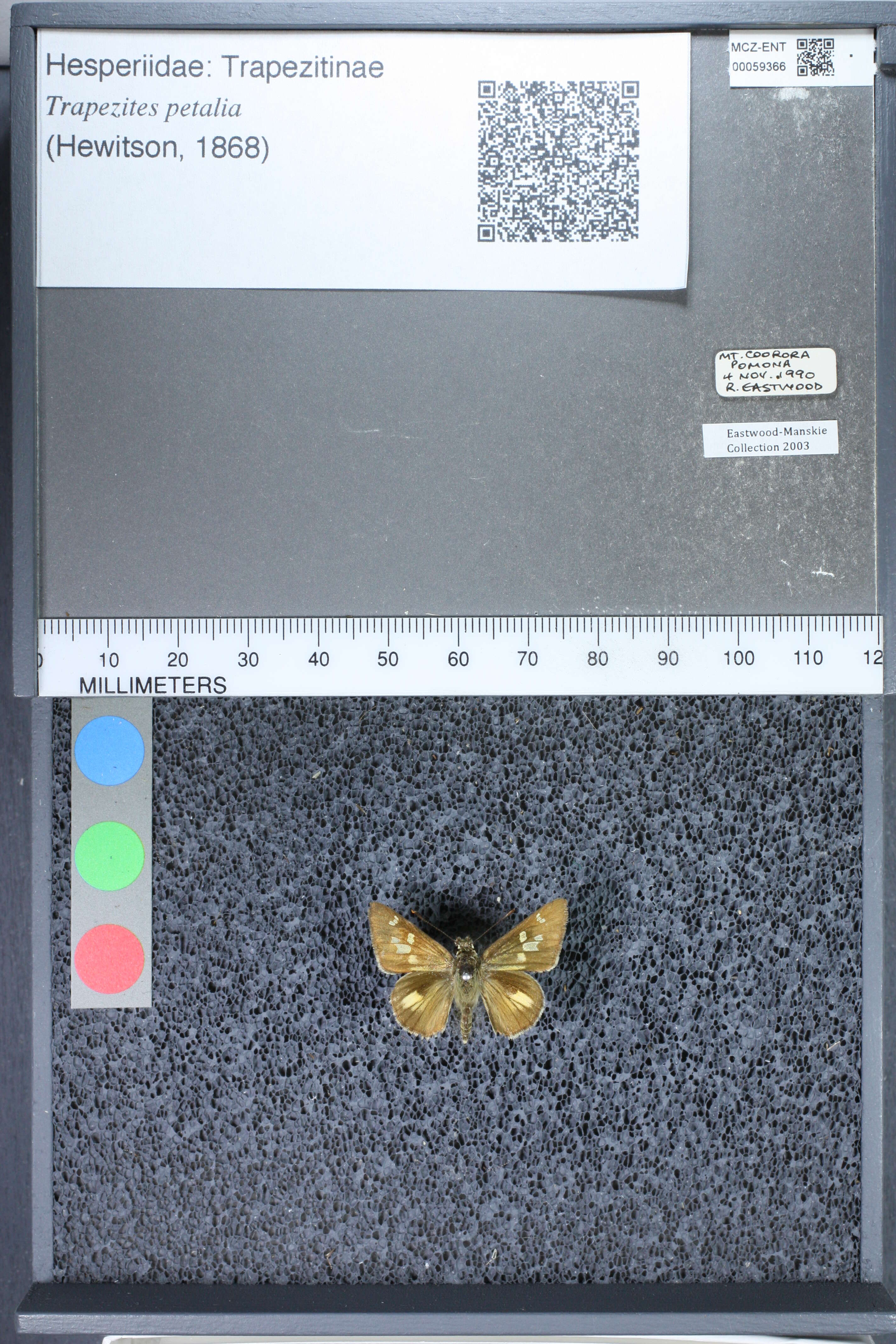 Image of Trapezites petalia Hewitson 1868