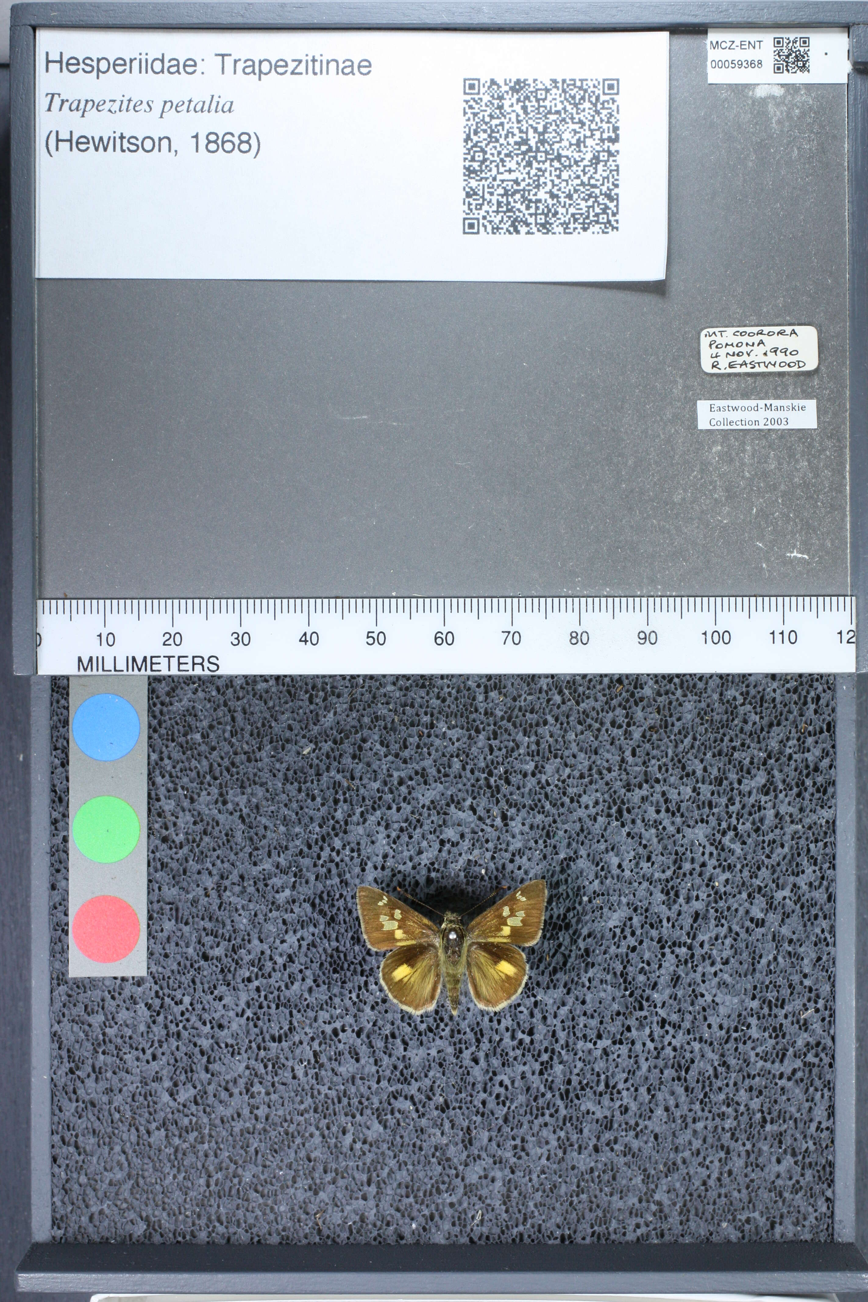 Image of Trapezites petalia Hewitson 1868