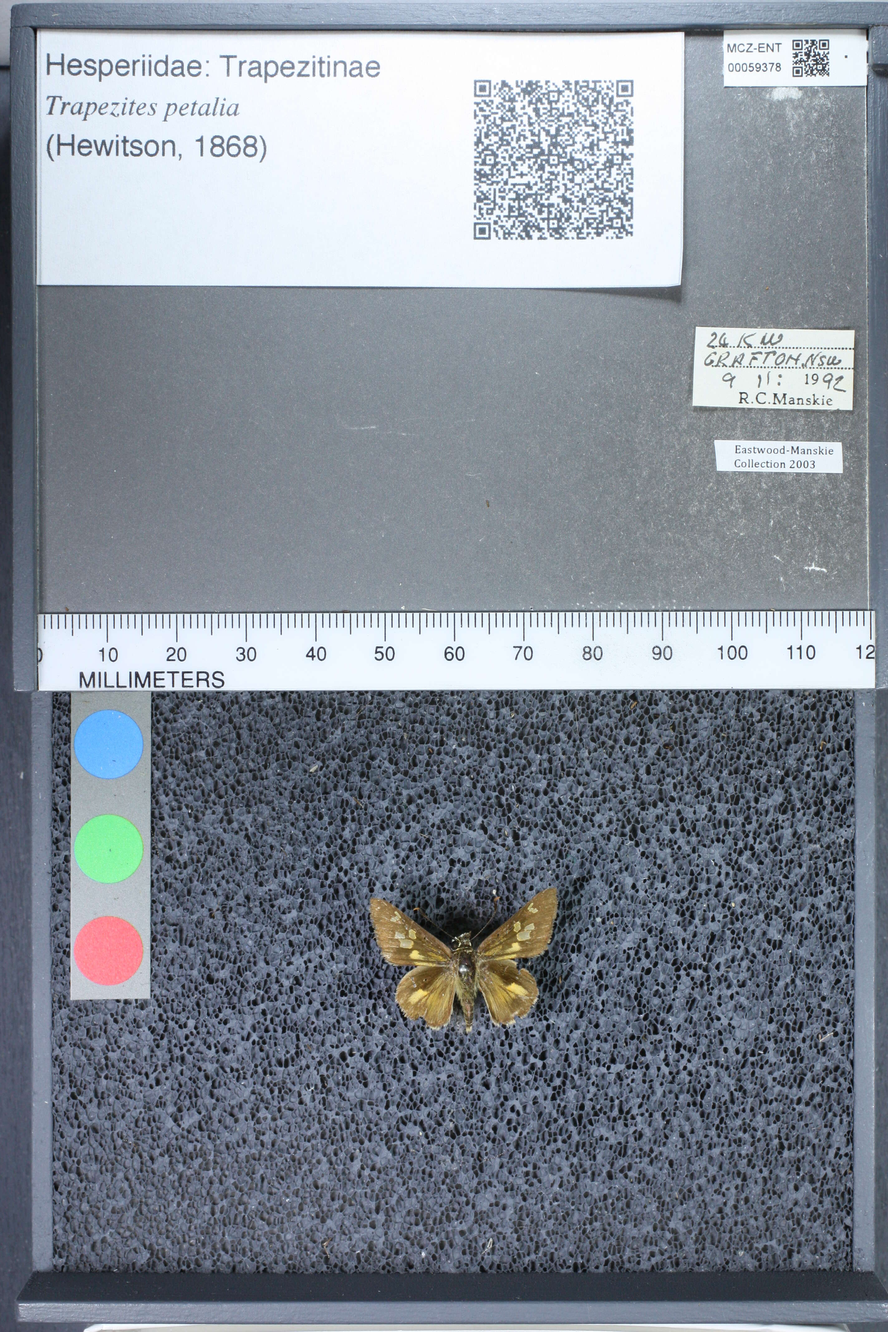 Image of Trapezites petalia Hewitson 1868