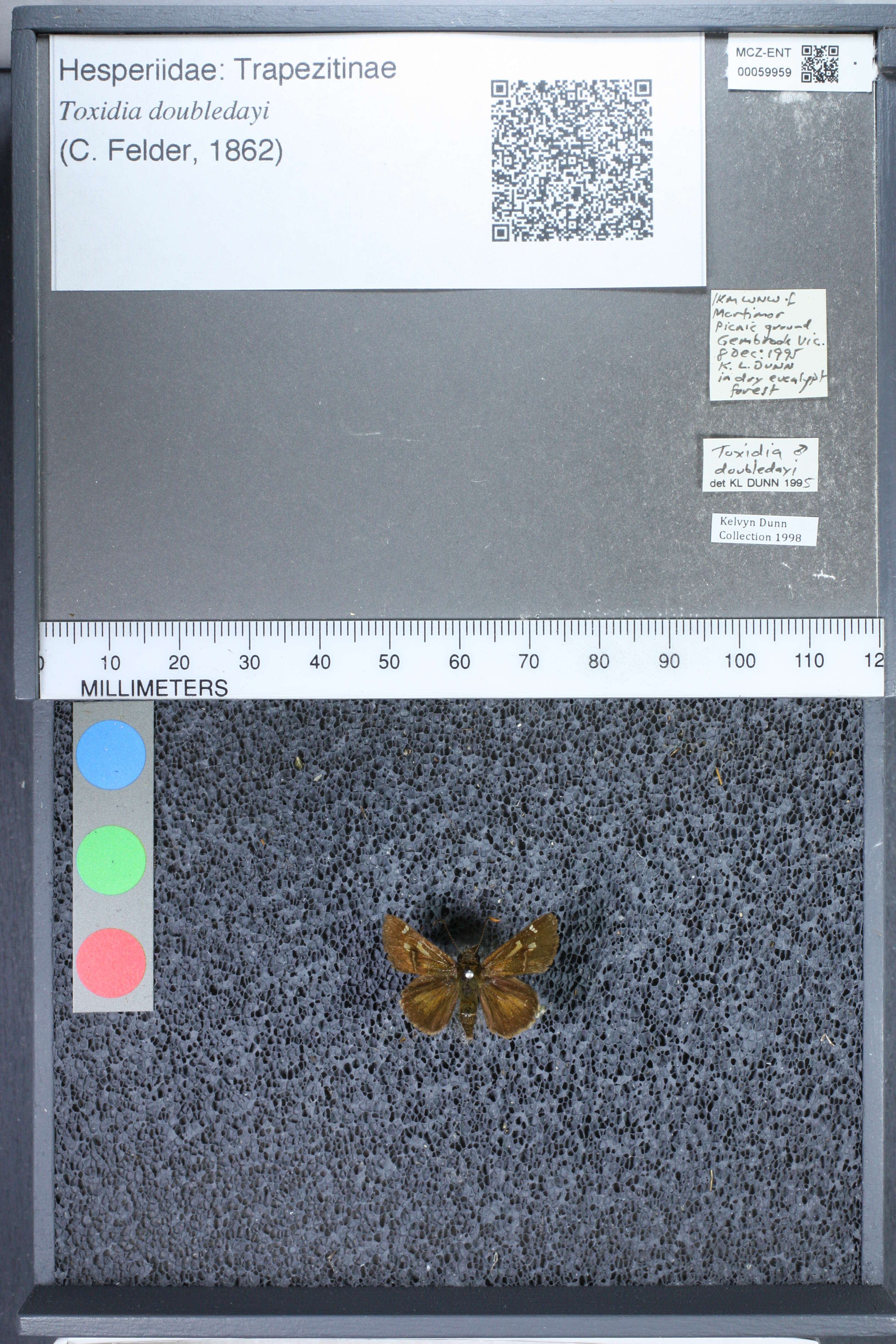 Image of Toxidia doubledayi Felder 1862