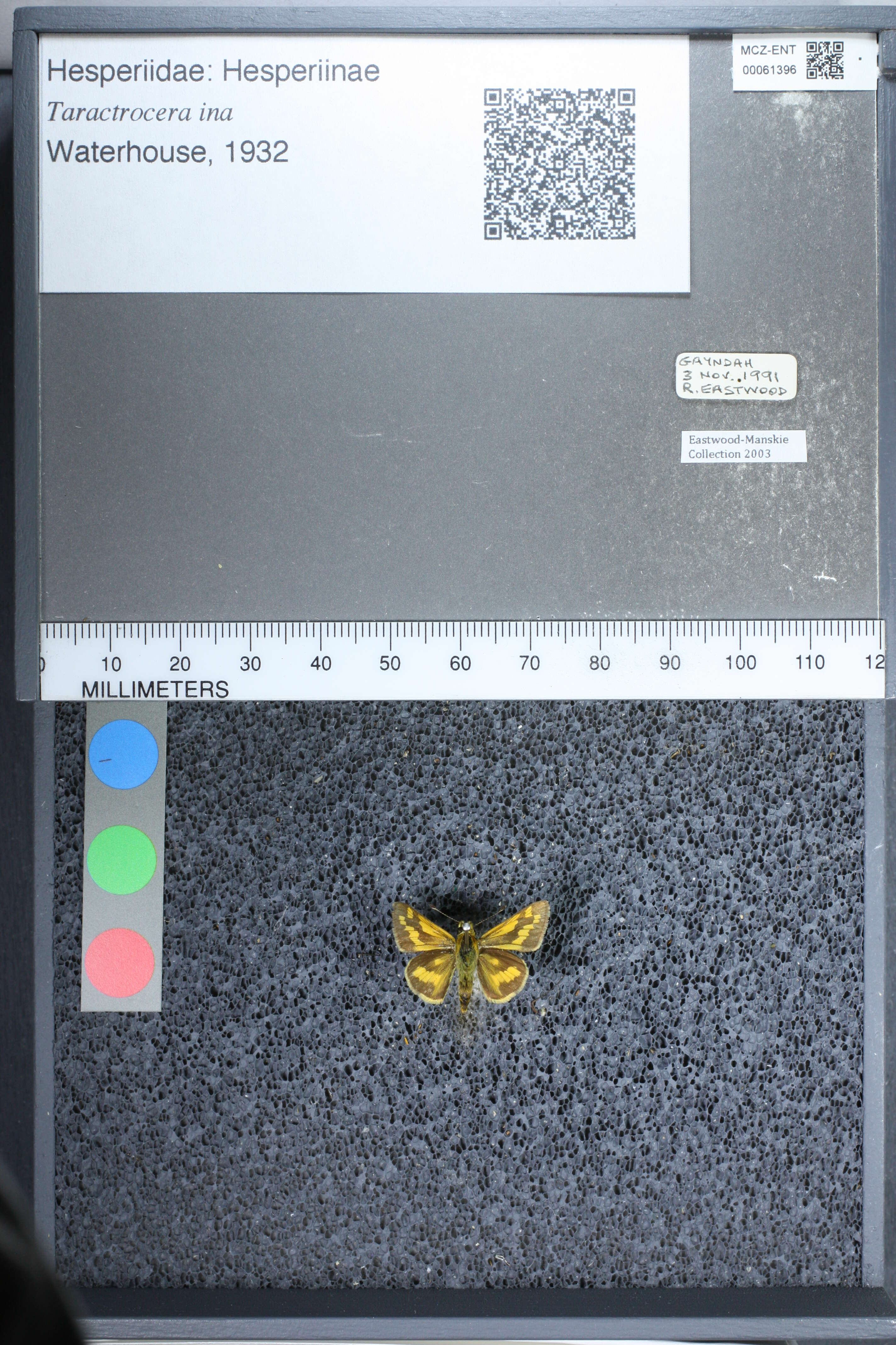 Image of Taractrocera ina Waterhouse 1932