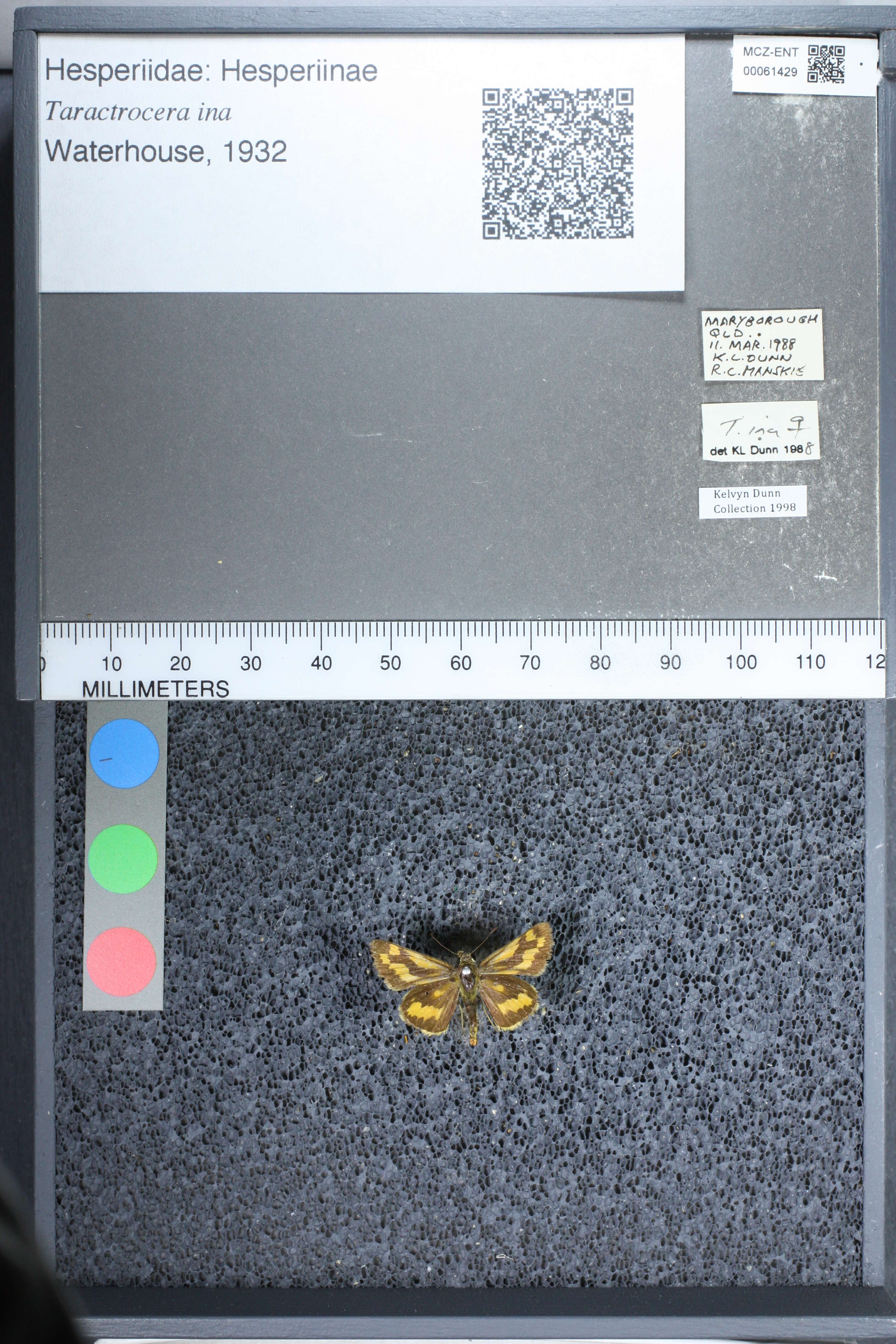 Image of Taractrocera ina Waterhouse 1932