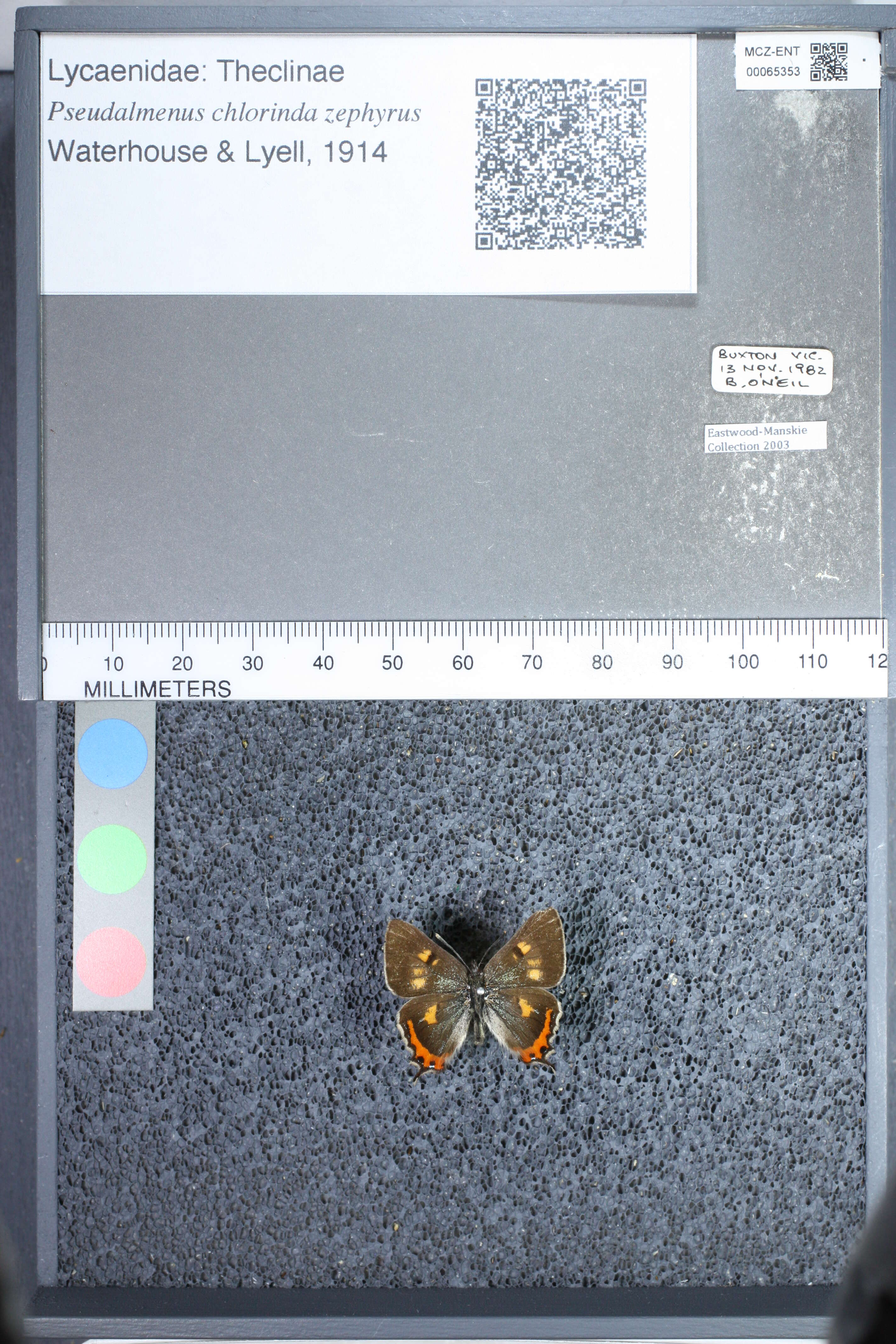Image of <i>Pseudalmenus chlorinda zephyrus</i>