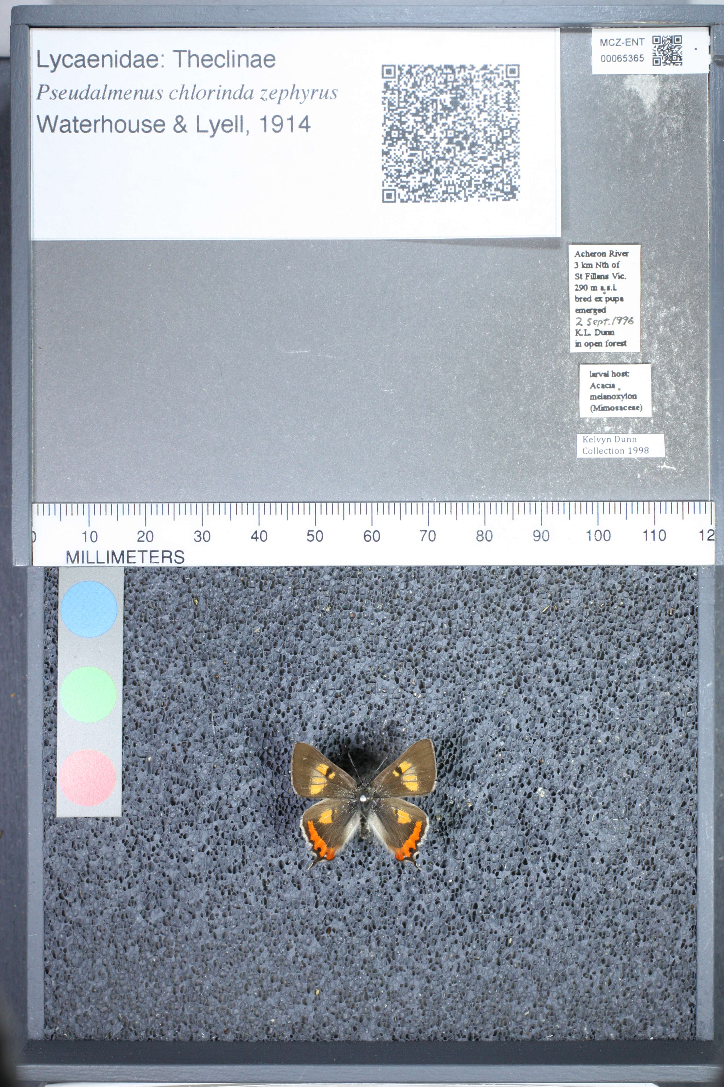 Image de <i>Pseudalmenus chlorinda zephyrus</i>