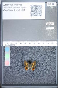 Image of <i>Pseudalmenus chlorinda zephyrus</i>