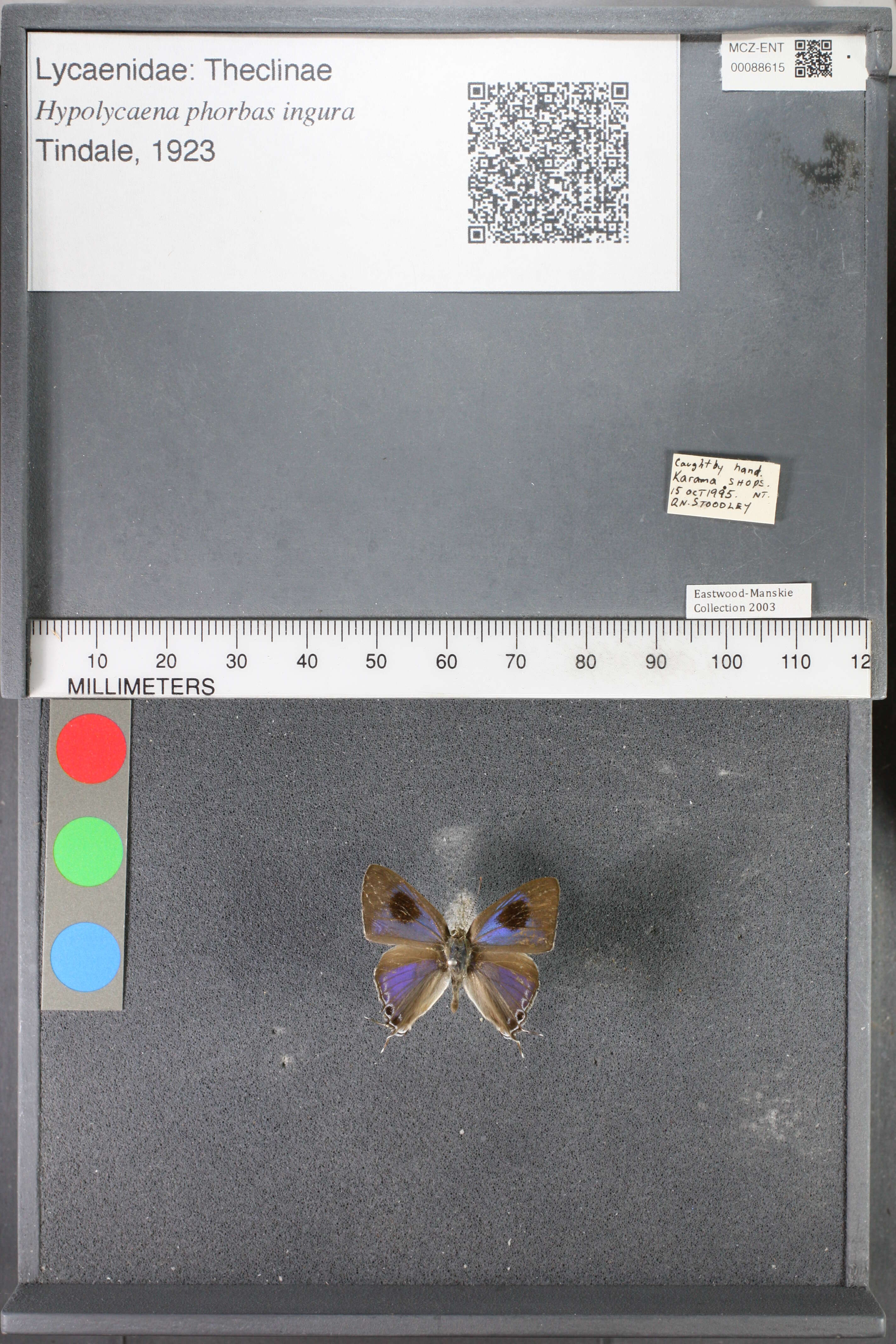 Image of Hypolycaena phorbas ingura Tindale 1923