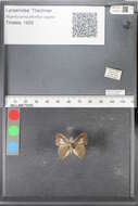 Image of Hypolycaena phorbas ingura Tindale 1923