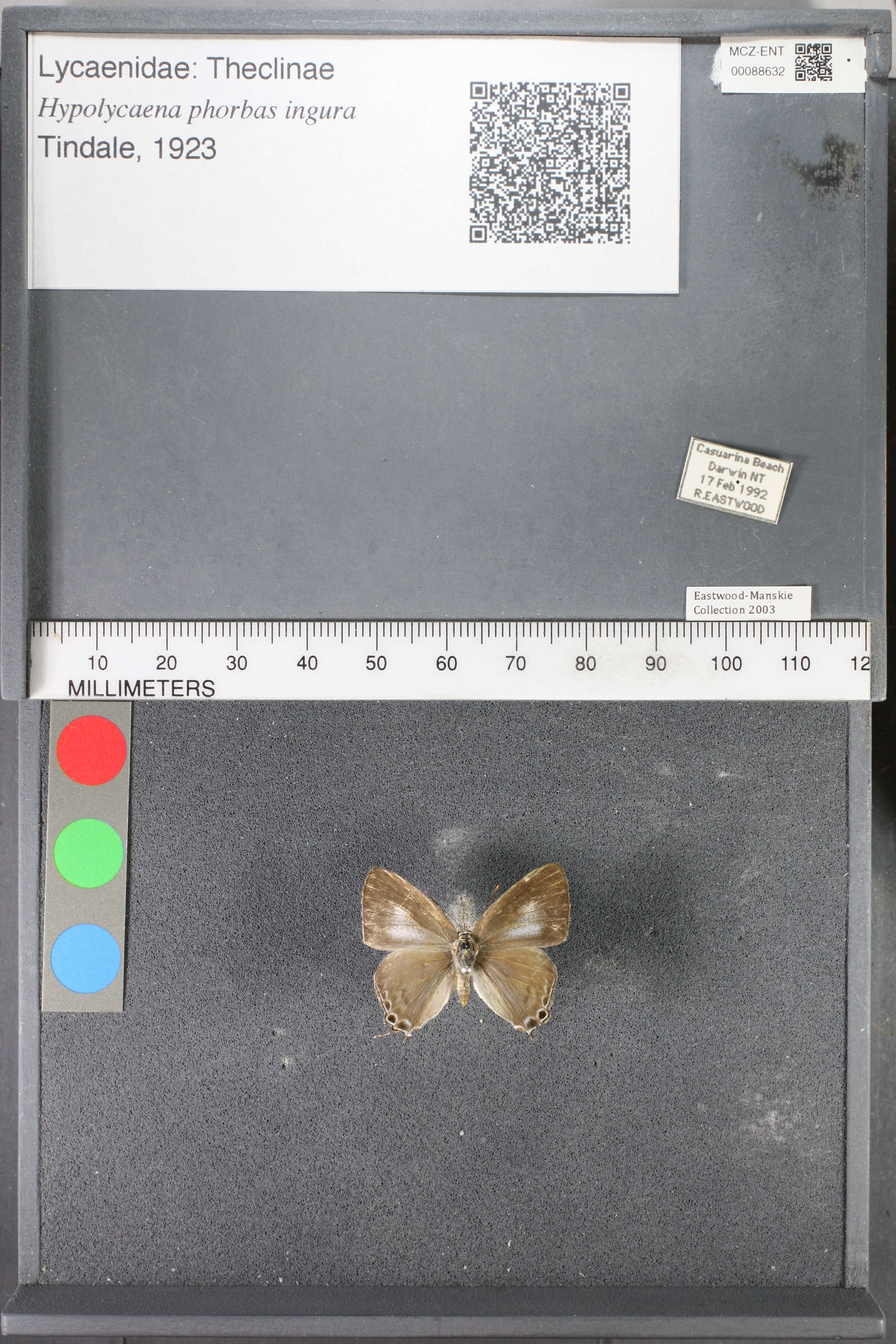 Image of Hypolycaena phorbas ingura Tindale 1923