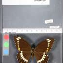 Image of <i>Papilio fuscus canopus</i>